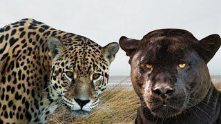 Jaguar vs Black Panther which is stronger ( Jaguar vs black leopard or black Jaguar)