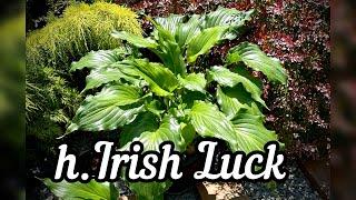 Хоста Irish Luck