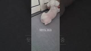 우리 강아지는 운동중~ | 간식에 진심인 #푸들