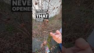 DEAD BUSH? What Happened to the Sasanqua Camellia | Pro Landscaping Tips | Part 1