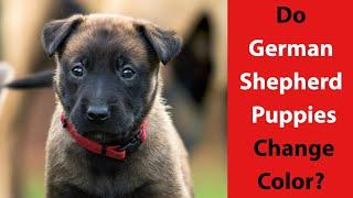 Do German Shepherd Puppies Change Color?