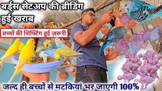 Budgies Colony Breeding Best Average Tips In Hindi | बच्चों को मटकियों में शिफ्ट करके मटकिया भर दी 