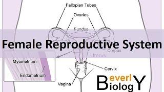 Female Reproductive System