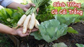 Cách Trồng Củ Cải Trắng Thu Hoạch Sau 50 Ngày Gieo Trồng