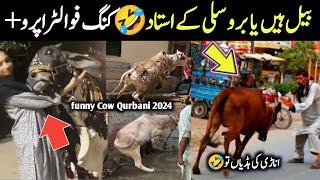 qurbani animals funny moments caught on camera On eid ul azha 2024