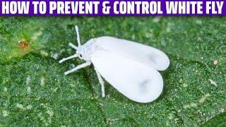 White Fly – How to prevent and control it