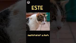 Salva a tu gato de una intoxicación. ve el video en Zoosalud México.   #cat #gatos #cats  #mascotas