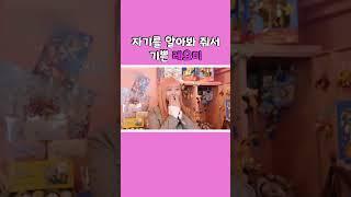아이브 (IVE) 인지도 조사 중 자기를 알아봐 줘서 기쁜 레요미