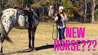 DID WE BUY A NEW APPALOOSA HORSE??? Headed to South Carolina!