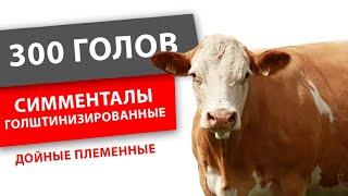 300 голов Нетели. Порода Сементалл, голштинизированные. Продажа крс оптом живым весом по РФ и СНГ.