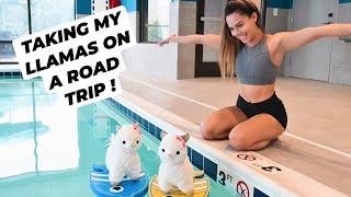 TAKING MY LLAMAS ON A SPONTANEOUS ROAD TRIP !! *interesting*