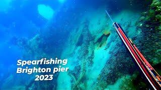 spearfishing under Brighton pier 2023 ! good to be back !