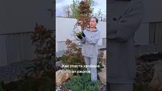 Как восстановить хвойные от весенних ожогов  #хвойныерастения #хвойные