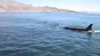 Unsuccessful attempt to save a dolphin, wild orcas killed him just in front of people on the boat