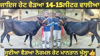 14-15ਲੀਟਰ ਵਾਲੀਆ 2 ਗਾਵਾਂ ਵੀਕਾਓ। cows for sale/vadiya farm/9-3-25