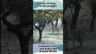 Lion VS  Dog in the junggle ,#animalworld, #shorts, #yearofyou