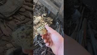 Very Old Surprise In The Chicken Coop!! #chickeneggs