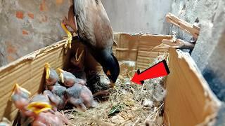 Charming Myna Bird Babies Steal the Spotlight @AnimalsandBirds107