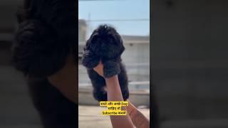 Black Shihtzu Puppy 9813510099