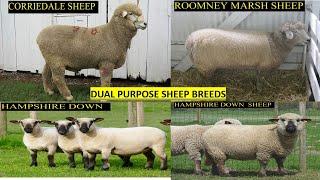 Dual Purpose Sheep