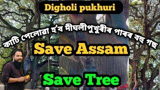 গুৱাহাটী Digholi pukhuri | Tree Chopped in Dighali Pukhuri | Guwahati city