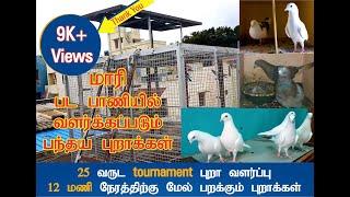 25 years of tournament pigeon breeding Part -2 | Dreamer Paul Vlog | Tamil