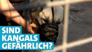 Kangal-Hunde  - Wie gefährlich sind die Hirtenhunde?