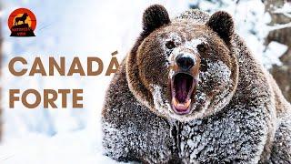 CANADÁ | Explorando os Gigantes da Natureza | Documentários animais