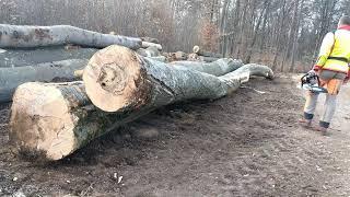 Skidder ORVEX LT 100,dorub bukov, Working in forest 