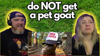 do NOT get a pet goat @mayahiga | HatGuy & @gnarlynikki React