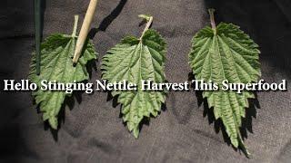 Harvesting Nettle Love! Primetime for this Healing Wild SuperFood