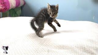 The world's most ferocious kitten is here...