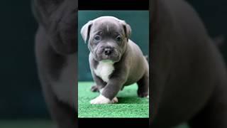 #dog #pitbullattitude #pitbull #whitepitbull #shortvideo #viral #shorts #trending #rottweiler