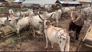 I Was Invited To The Biggest Cattle Markets In Edo State Nigeria That House Cattle’s, Goats, Ram.