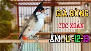 Luyện Giọng SONG KON HAY Cho Chào Mào Má Trắng,- Kích Bổi - Chào Mào Non Học
