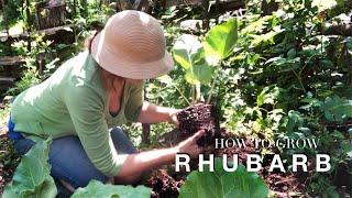 How to grow Rhubarb on How to Grow a Garden with Scarlett