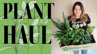 HOUSE PLANT HAUL SPRING 2021 | BUDGET FRIENDLY INDOOR PLANTS | TREBUSHEA