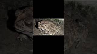 Local Frog Live