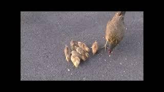 Baby birds and chicks on Oahu, Hawaii