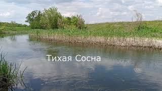 Река Тихая Сосна. Песни птиц и лягушек