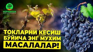 Токларни кесиш бўйича энг мухим масалалар! | Шухрат Аброров #uzbekistan #agriculture #gardening