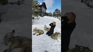 Girl howls with Wolves in Norway