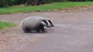 Cute little badgers