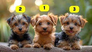 Yorkie Types - 6 Types of Yorkie