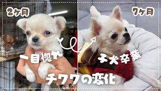 チワワの成長記録｜２ヶ月から７ヶ月までの変化｜チビの生い立ちの記｜パピーから成犬までの衝撃成長｜チワワのチビちゃん｜ChibiTV