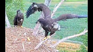 Kansas Eagles KS  06 03 24 Ellie & Harvey oldest eaglet Wichita has branched all over the nest