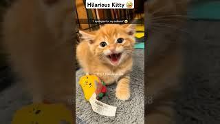 Hilarious Kitty  #funny #entertainingpets #funnypets #entertainment #funnypetschannel #petvideos