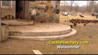 Welsummer Chicken Breed (Breeder Flock) | Cackle Hatchery