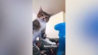 The Funniest Cat Videos of 2023 So Far   Crazy Kitty Antics!  Aww Pets