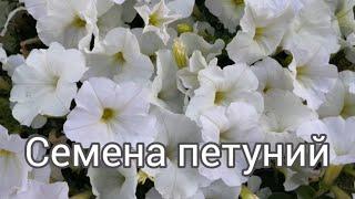 Семена петуний. Профессиональные семена. Белла ру